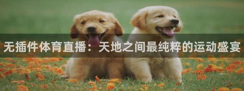 山猫篮球直播平台：无插件体育直播：天地之间最纯粹的运动盛宴